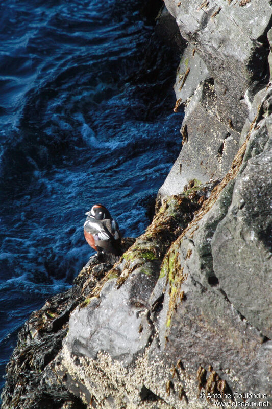 Harlequin Duckadult