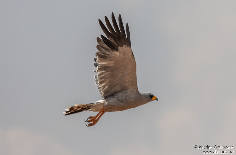 Eastern Chanting Goshawkadult