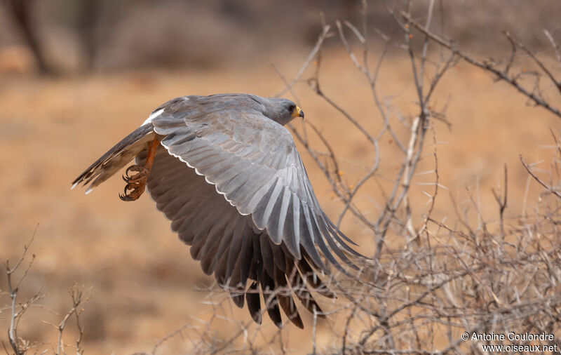 Autour à ailes grisesadulte, Vol