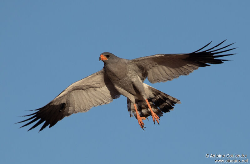 Pale Chanting Goshawkadult, Flight