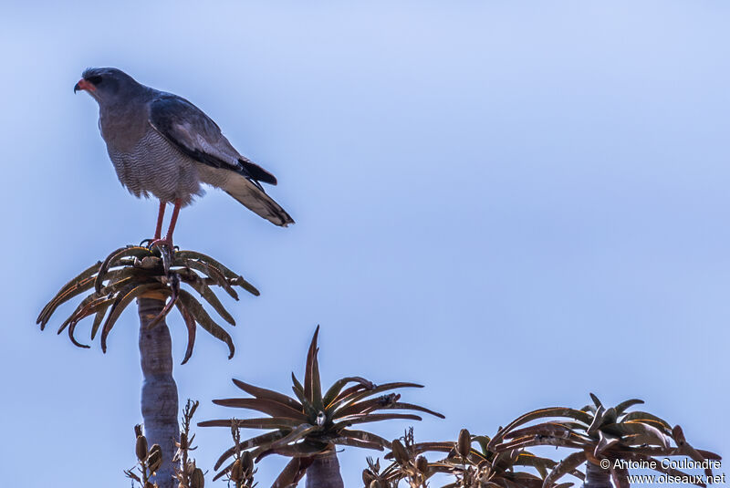 Pale Chanting Goshawkadult