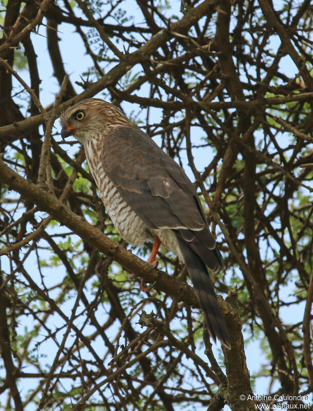 Gabar Goshawkjuvenile