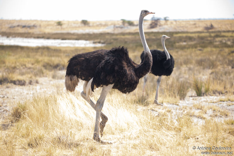 Common Ostrich male adult