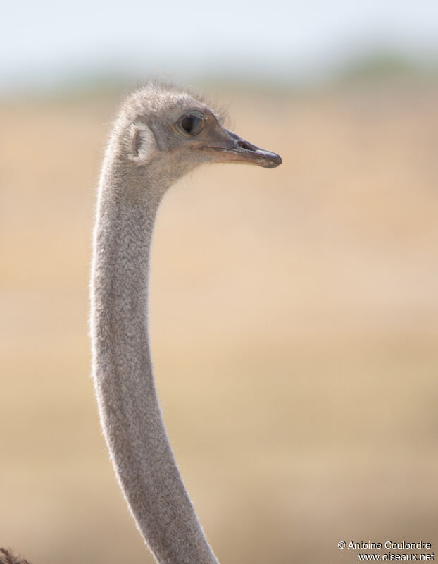 Common Ostrich female adult, close-up portrait