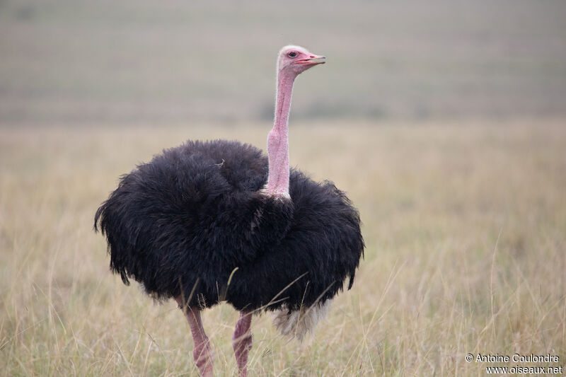 Common Ostrich