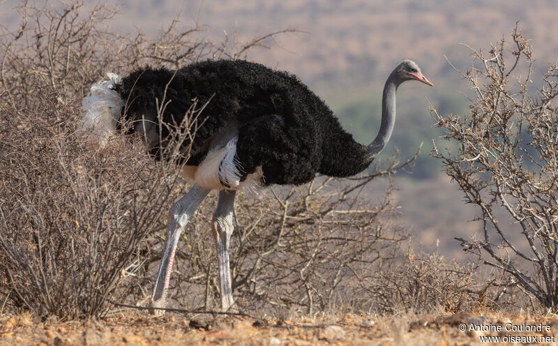 Somali Ostrich male adult