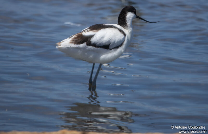 Pied Avocetadult