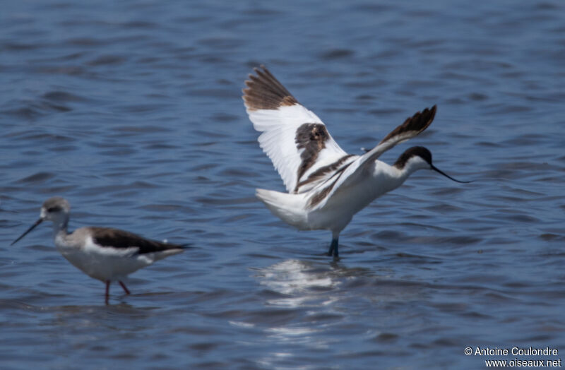 Avocette éléganteadulte, Vol