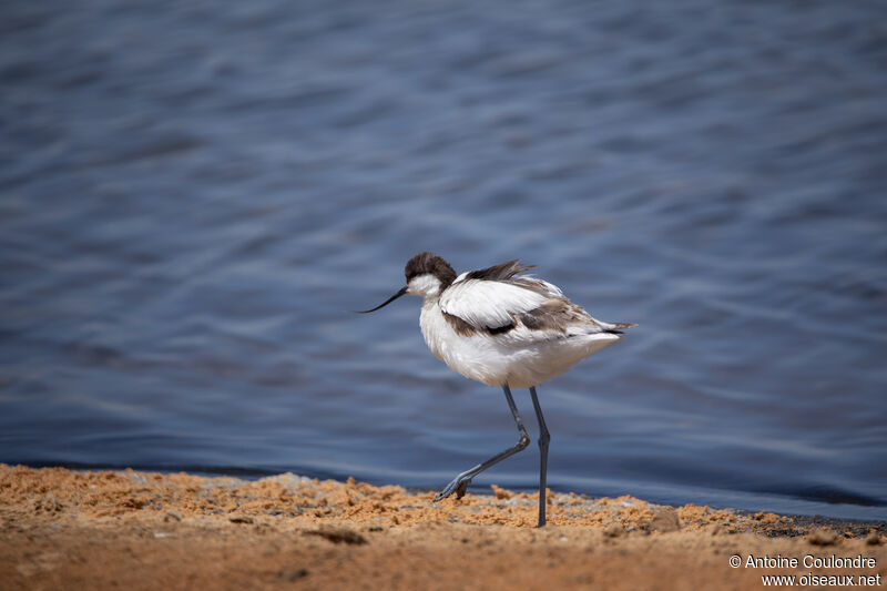 Pied Avocetadult, walking