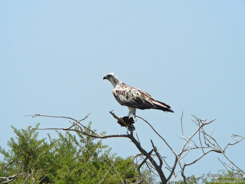 Ospreyadult, fishing/hunting, eats