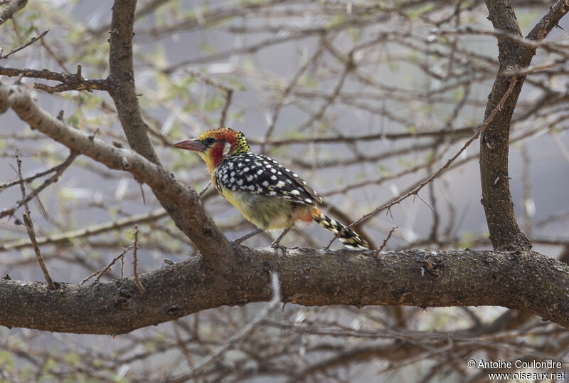 Red-and-yellow Barbetadult