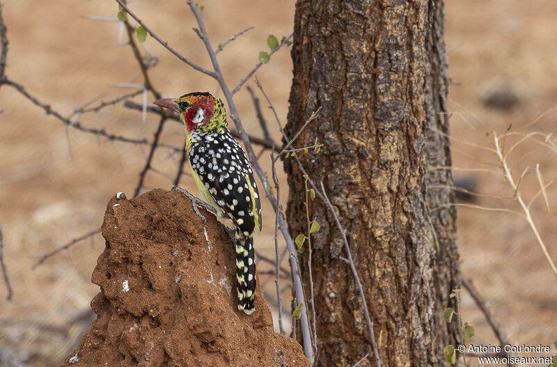 Red-and-yellow Barbetadult