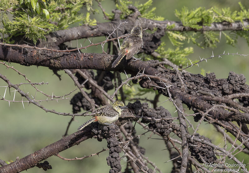 Usambiro Barbet