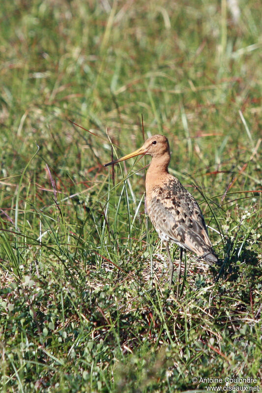 Black-tailed Godwitadult breeding