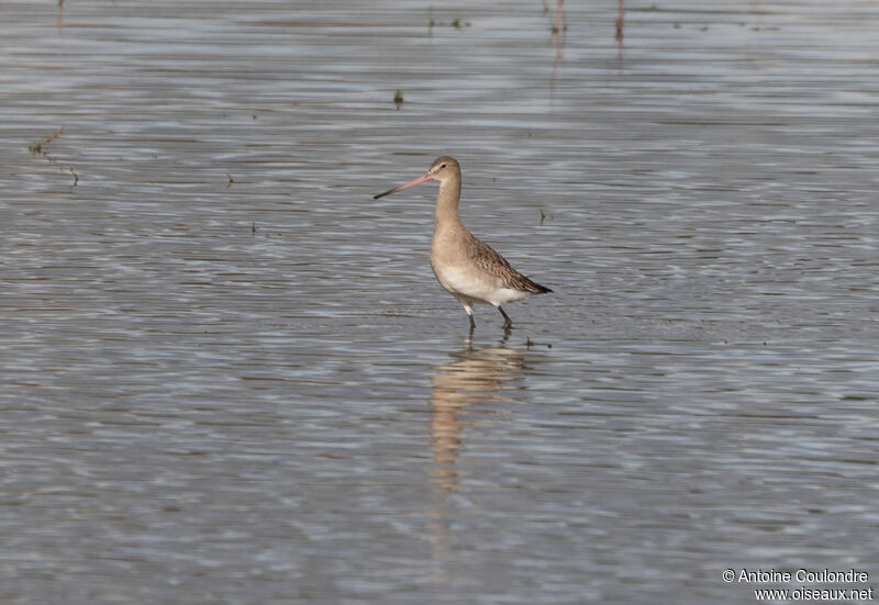 Black-tailed Godwitadult post breeding