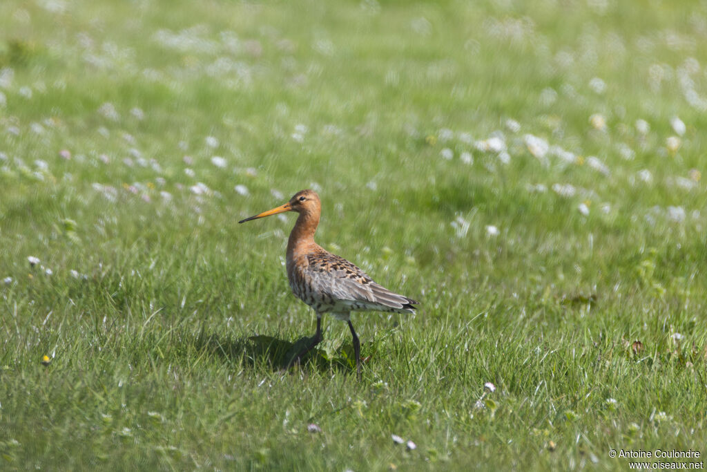 Black-tailed Godwit