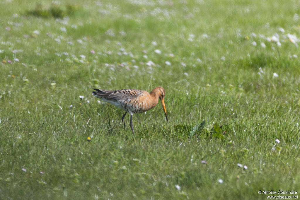 Black-tailed Godwit