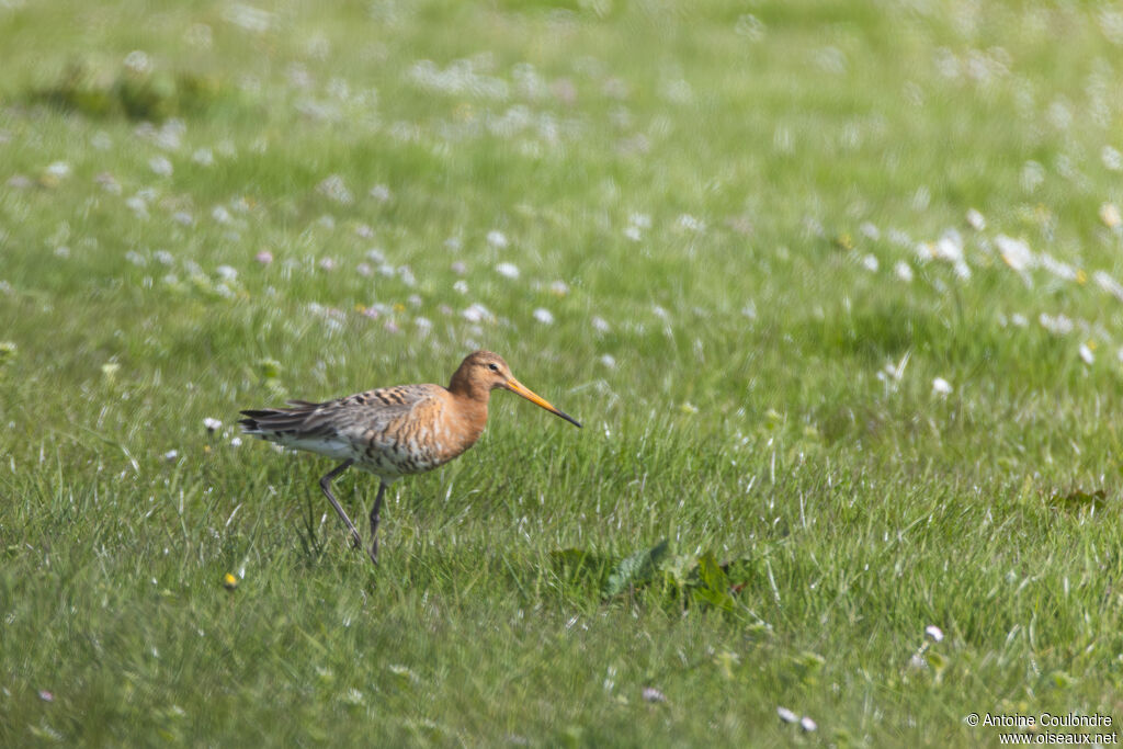 Black-tailed Godwit