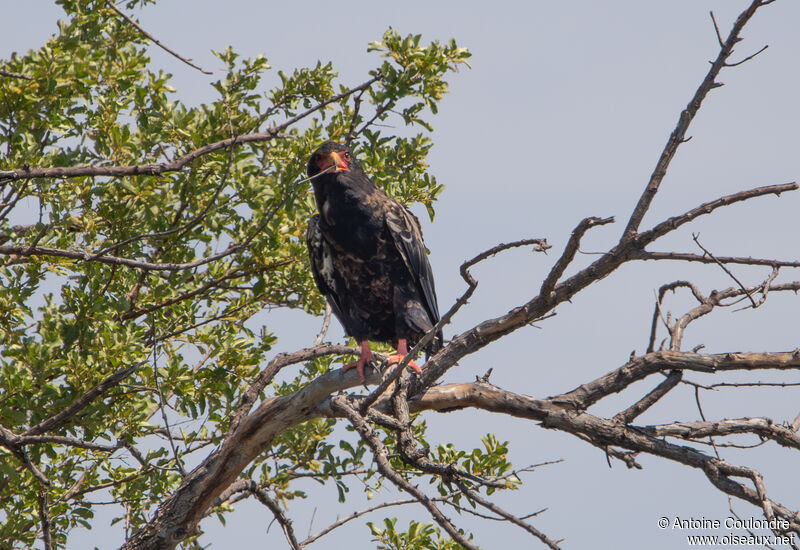 Bateleur des savanesadulte