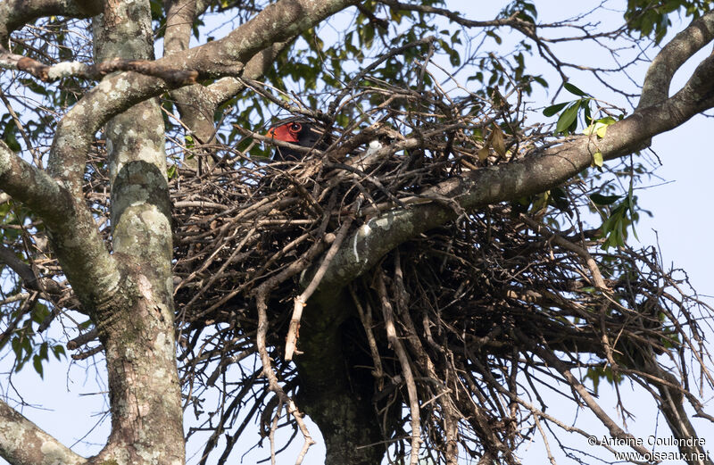 Bateleuradult, Reproduction-nesting