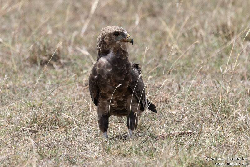 Bateleur des savanesimmature