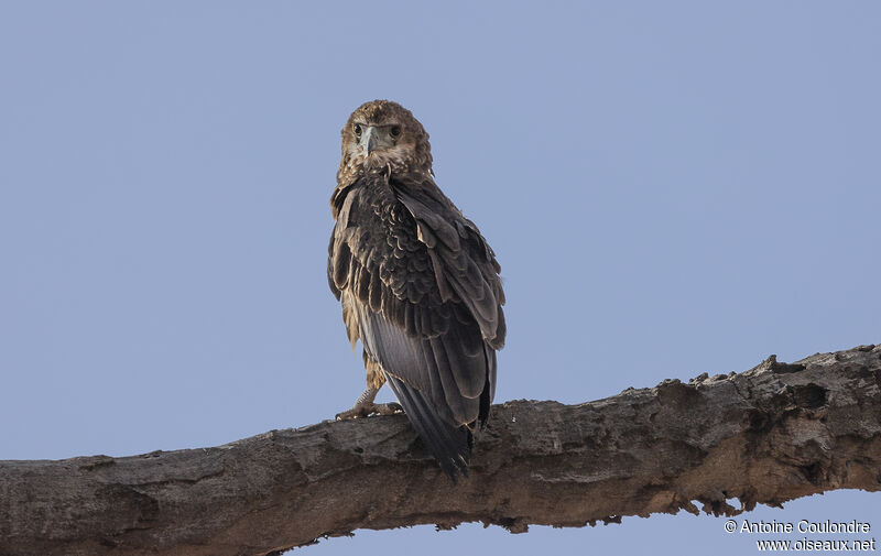 Bateleur des savanesjuvénile