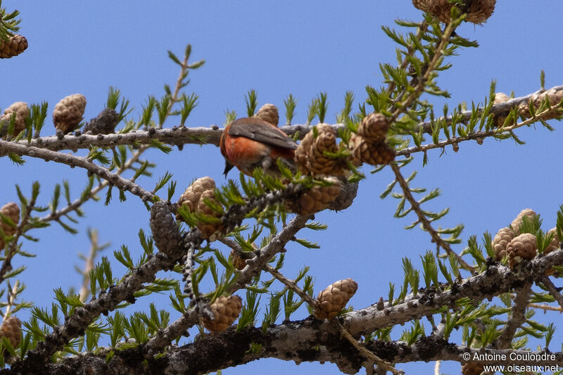 Bec-croisé des sapins mâle adulte nuptial, mange