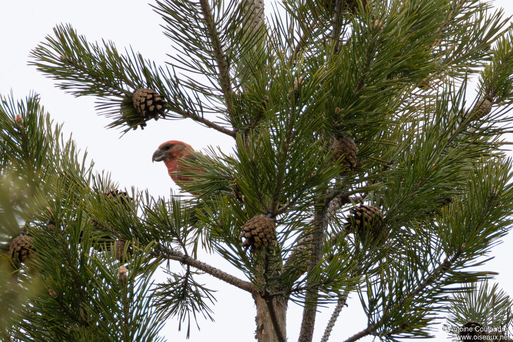 Bec-croisé perroquet mâle adulte, mange