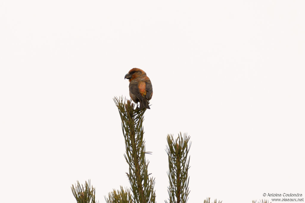 Bec-croisé perroquet mâle adulte