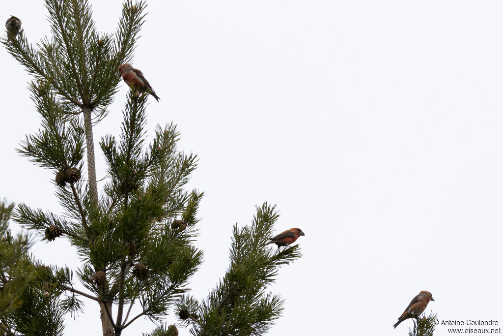 Bec-croisé perroquetadulte