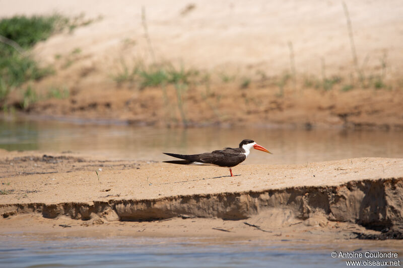 African Skimmeradult breeding