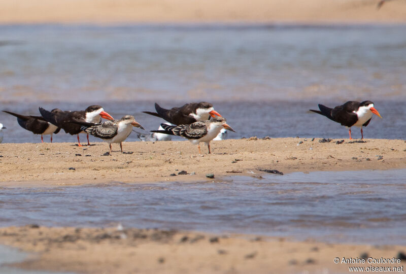 African Skimmer