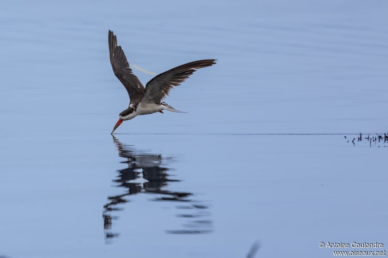 African Skimmeradult, fishing/hunting