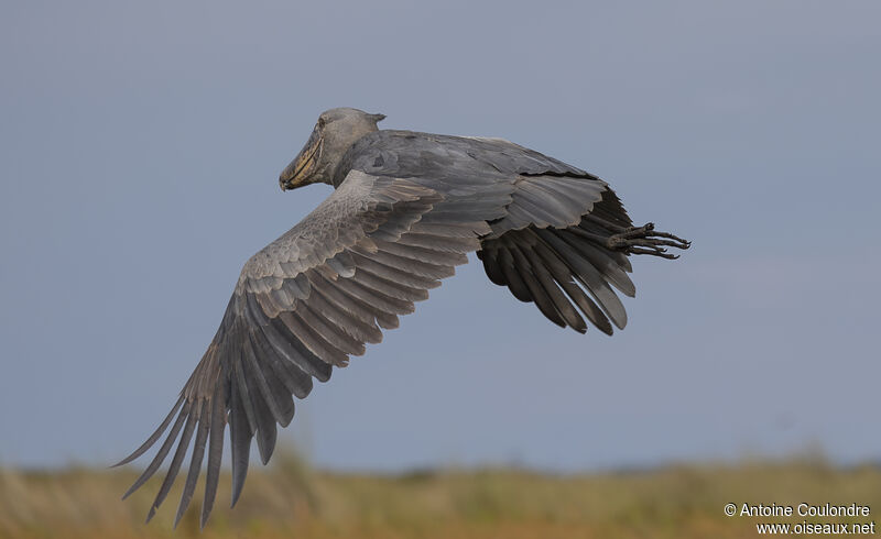 Shoebilladult, Flight