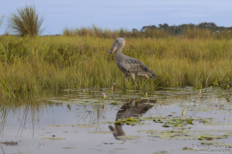 Shoebilladult, habitat