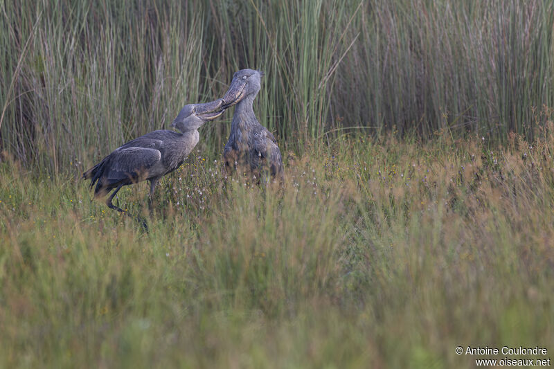 Shoebill