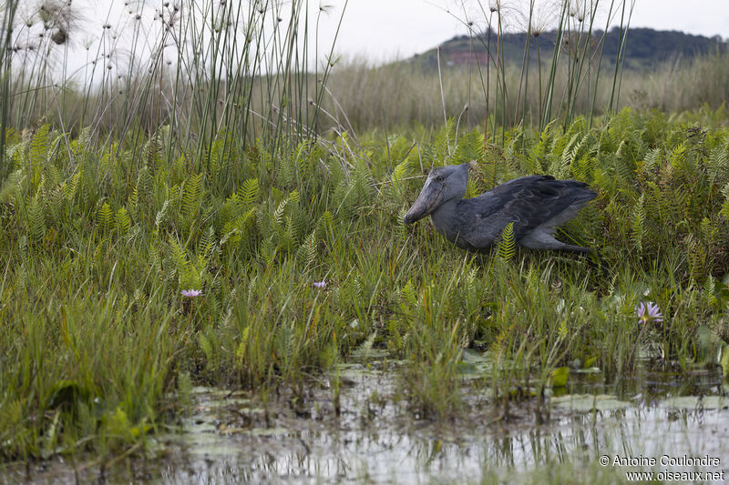 Bec-en-sabot du Niladulte, pêche/chasse