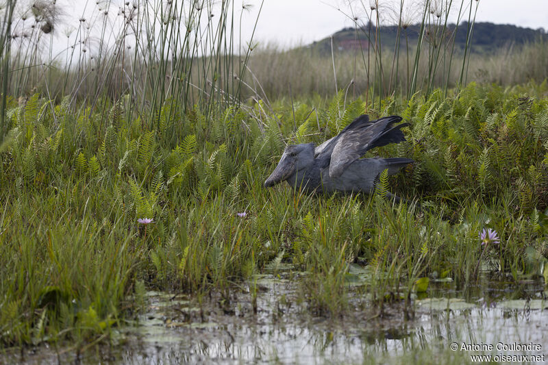 Bec-en-sabot du Niladulte, pêche/chasse