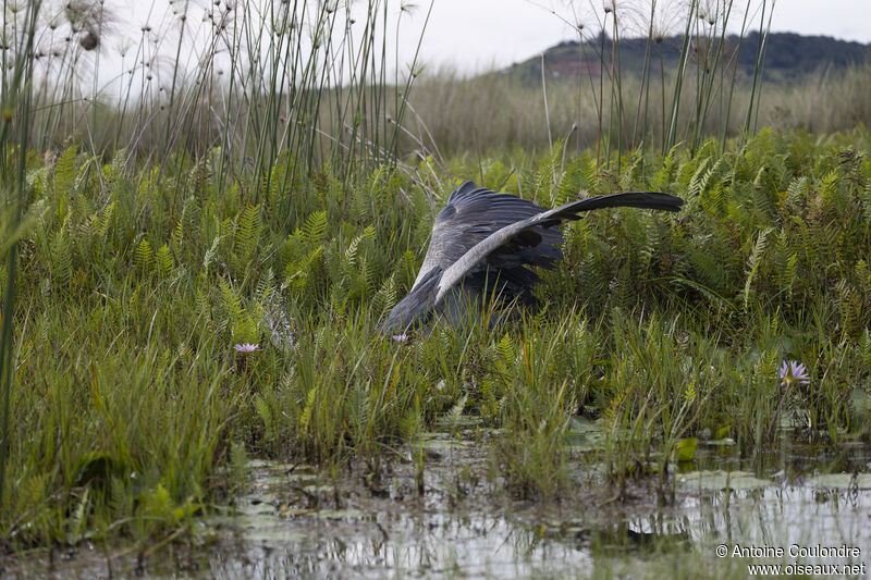 Bec-en-sabot du Niladulte, pêche/chasse