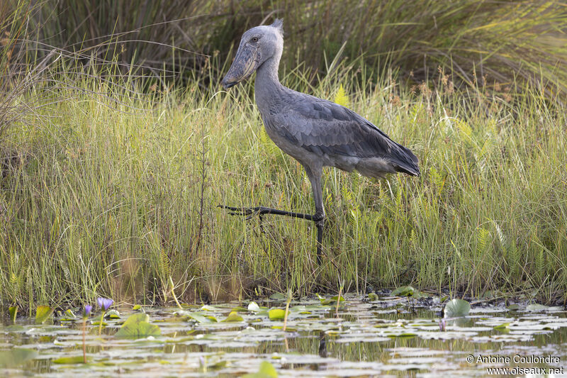 Shoebilladult, fishing/hunting