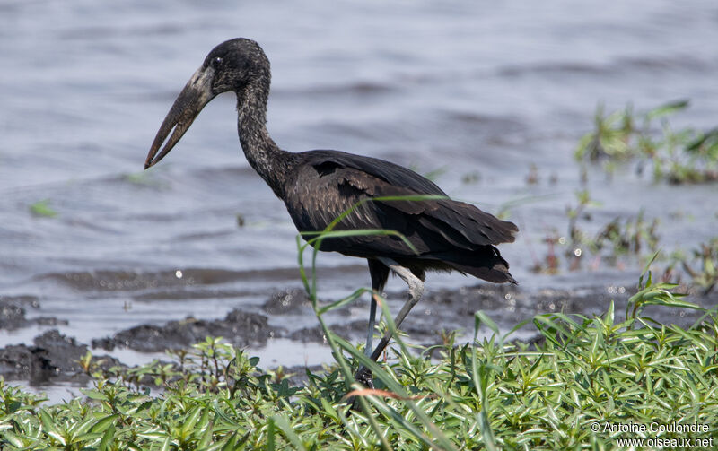 African Openbillimmature