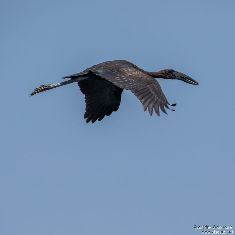 African Openbilladult, Flight