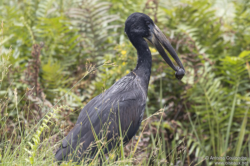 Bec-ouvert africainadulte, pêche/chasse, mange