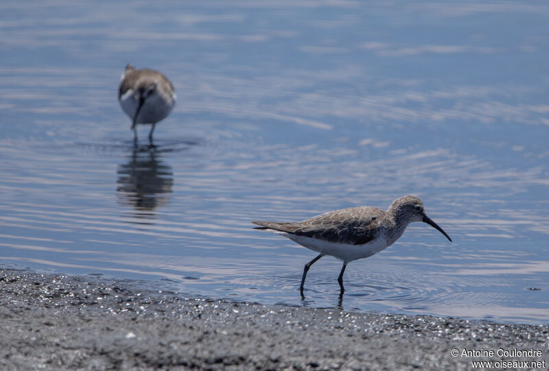 Curlew Sandpiperadult post breeding