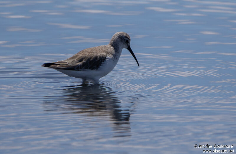 Curlew Sandpiperadult post breeding