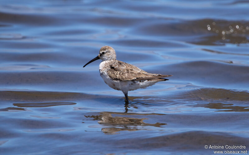 Curlew Sandpiperadult post breeding