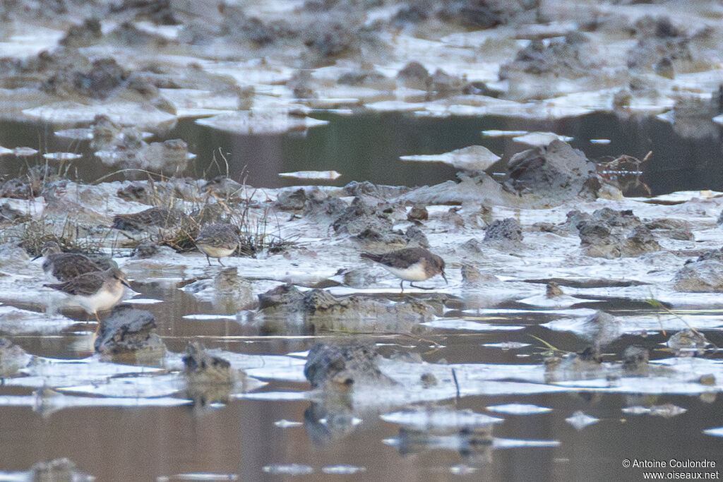 Bécasseau de Temminckadulte internuptial