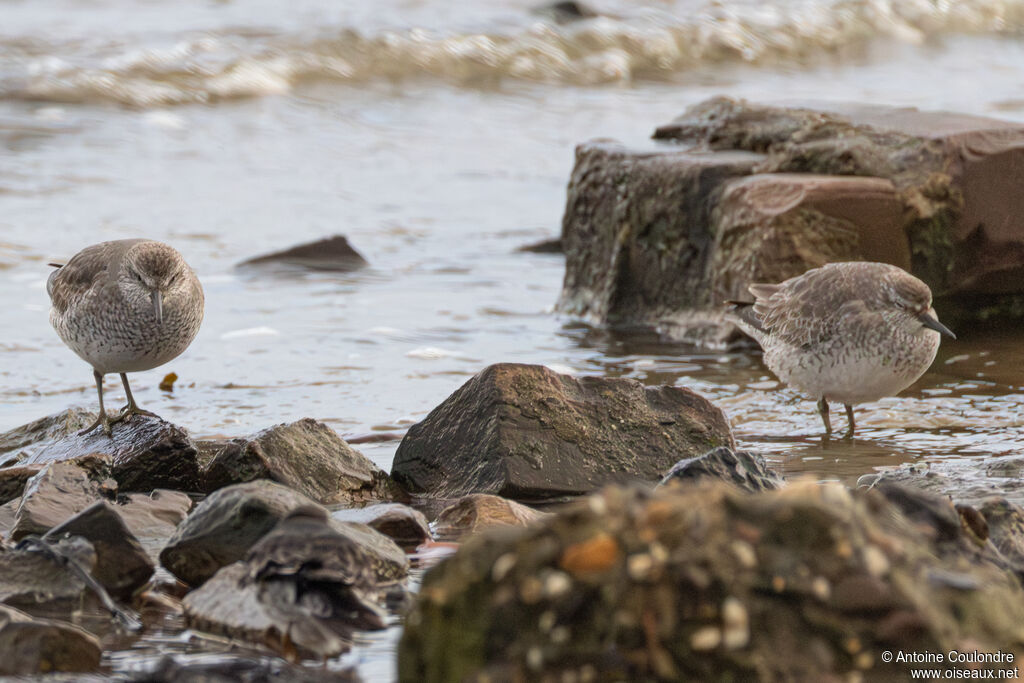 Bécasseau maubècheadulte internuptial