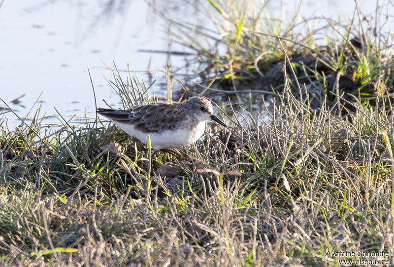 Little Stintadult post breeding