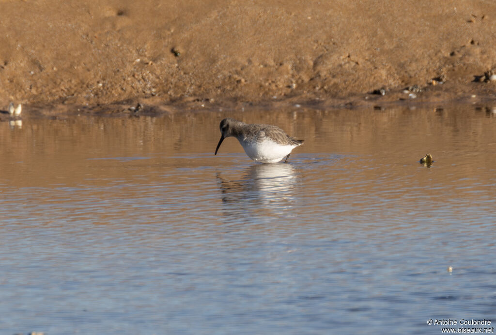 Bécasseau variableadulte internuptial, pêche/chasse
